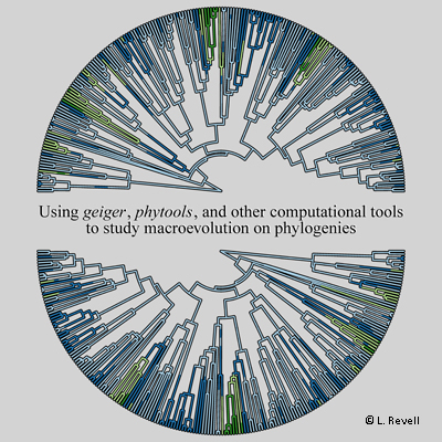 Using GEIGER, PHYTOOLS, & other computational tools to study ...